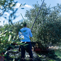 OUR FARMS