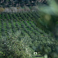 OUR FARMS