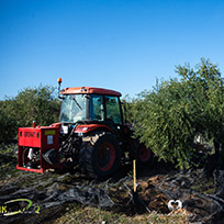 OUR FARMS