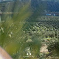 OUR FARMS